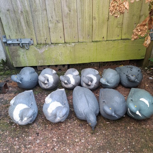 Full bodied pigeon decoy - full, x