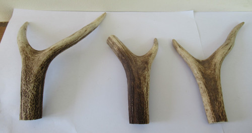 Red deer stag antler - 3,