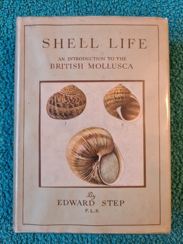 Wayside woodland shell - wayside, woodland,