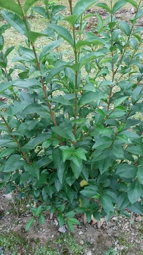 Green privet 30cm - privet,