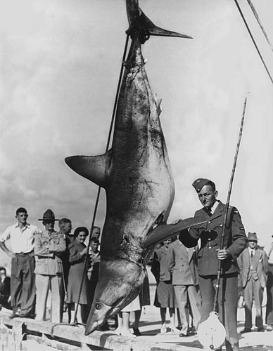 Mako shark rod and - mako,