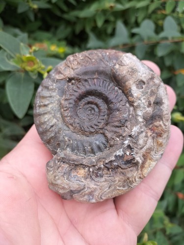 Hildoceras lusitanicum - hildoceras,