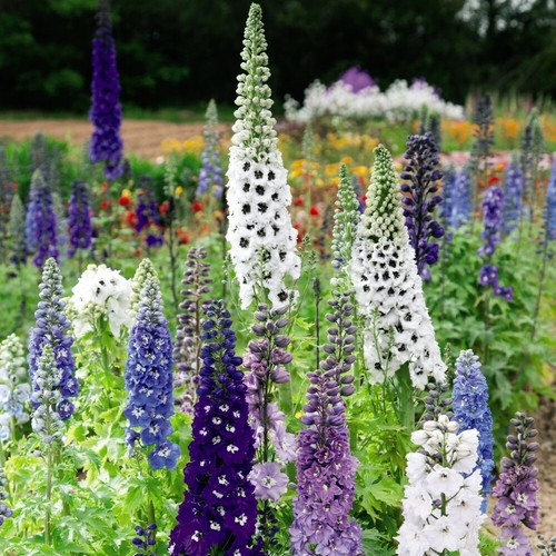 Delphinium magic fountains - t&m,