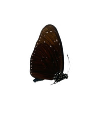 Euploea mulciber A1 Papered