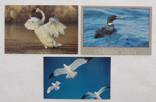 Rare Collectible Postage Stamp