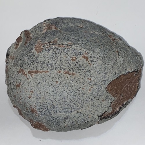 Hadrosaur egg fossil - hadrosaur,
