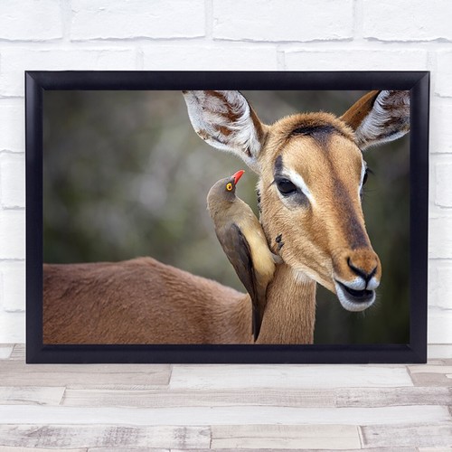 Oxpecker nature bokeh wildlife - nature,