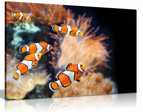 Clown fish canvas wall - fish,
