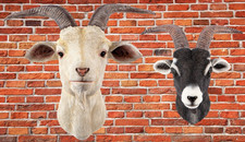 Goat Head Wall Ornament Garden