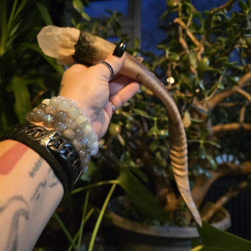 Large real goat horn and - real,