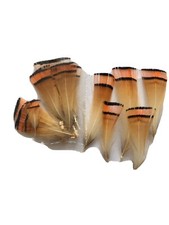 Golden pheasant Tippet Collar