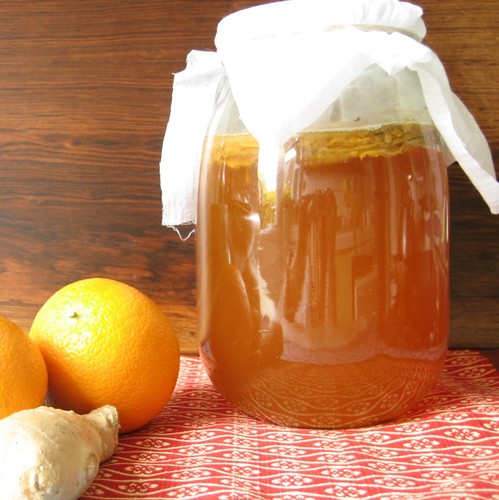 Organic kombucha scoby - organic,
