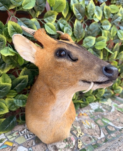 Exceptional male muntjac - muntjac, buck