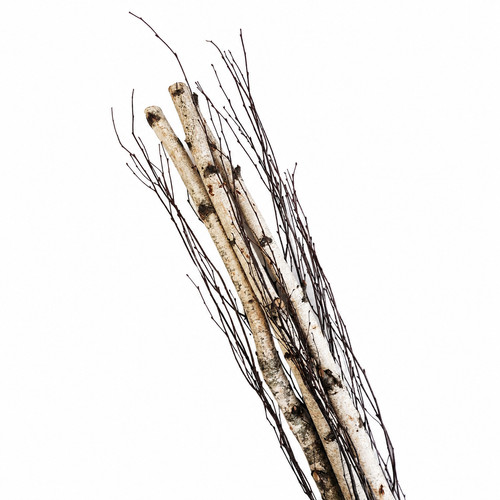 Birch pole and branch - birch,