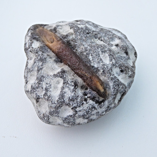 Belemnite rock fossil - belemnite,