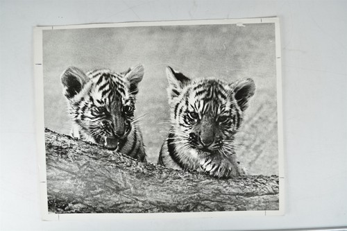Tiger cubs ferdi freda - tiger,