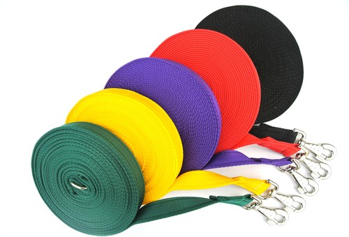 Horse lunge line dog training - dog,