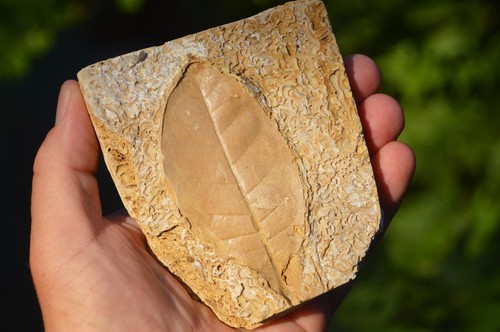 Amazing rare fossil - #31,