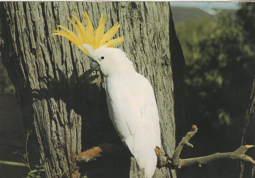 Color vue sulphur crested - nu-color-vue, sulphur-crested