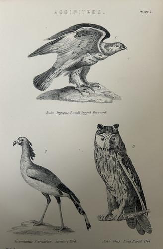 Antique bird print - print, 1870s