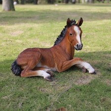 Horse Colt Lying Down Garden