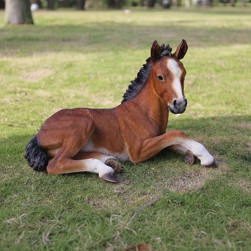 Horse colt lying - lying, down