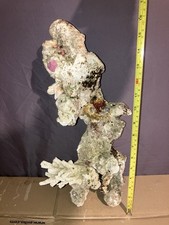 LR15 Stunning 3.3KG Tonga Live