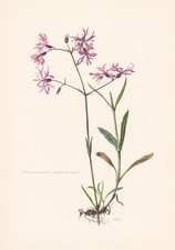 1960 ragged robin - flower, print
