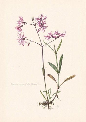 1960 ragged robin flower print - ragged,
