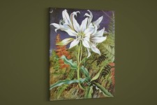 Marianne North -