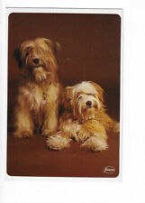 Dog Pyrenean Shepherd