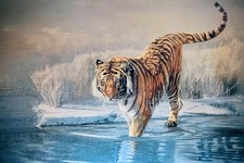 Siberian Tiger By Leonard