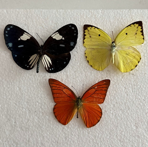 Entomology butterfly specimen - butterfly,