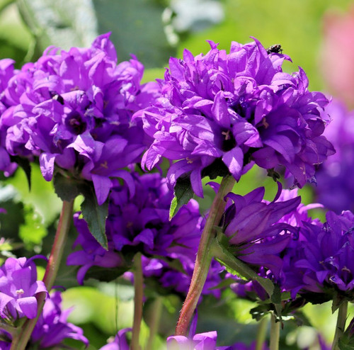 2000x campanula glomerata - 2000x,