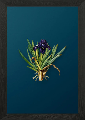 Pygmy iris framed wall - framed, art