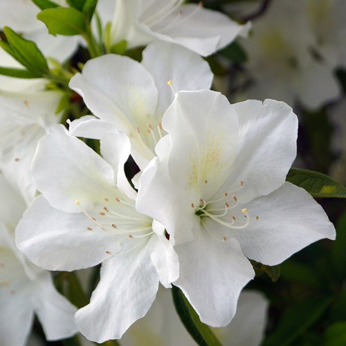 Garden shrub azalea - azalea, encore
