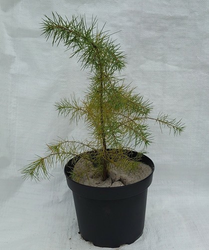 Deodara cedar cedrus - cedar,,