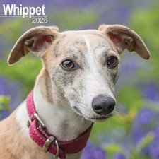 Whippet Calendar 2026 - Dogs -