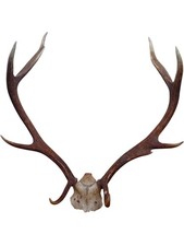 unMounted Deer Antlers Taxidermy Rustic Wall Decor Lodge Display Skull