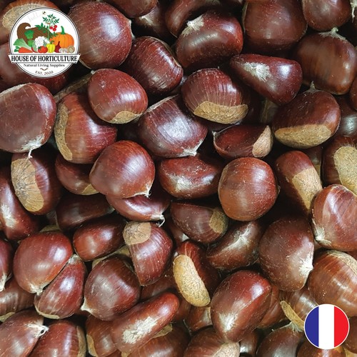 Fresh french sweet - fresh,