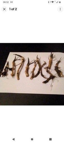 Fresh horseradish plants - fresh,