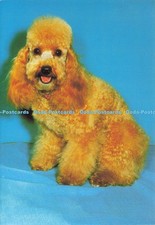 D196439 Apricot Poodle