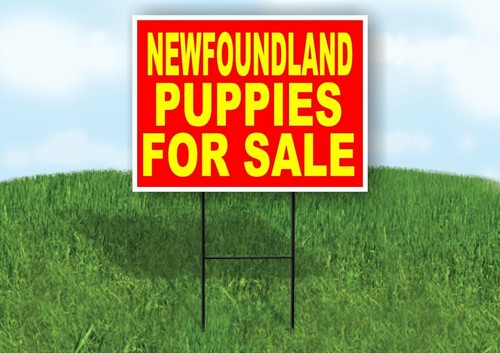 Newfoundland puppies for sale - for,