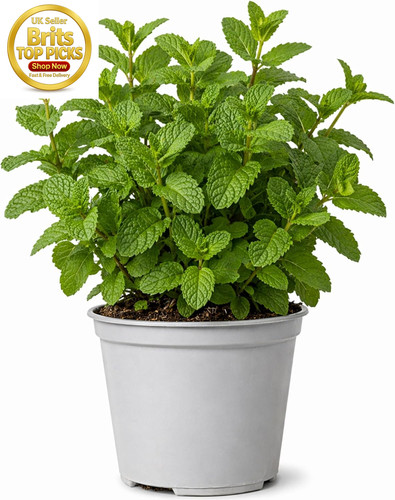 Moroccan mint herb - moroccan,
