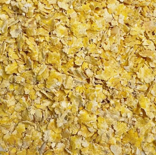 Flaked maize carp fishing - maize,