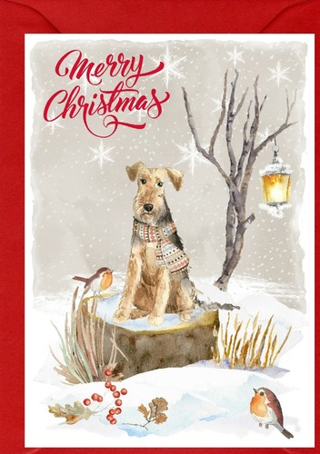 Welsh terrier dog - terrier,