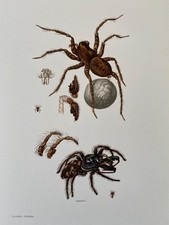 Print wolf spider bugs
