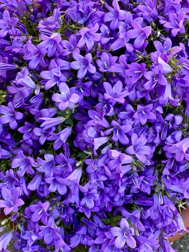 Campanula poscharskyana - campanula,