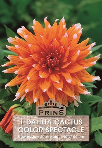Dahlia cactus type colour - cactus, 'colour