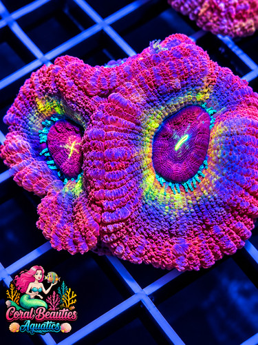 Coral beauties aquatics purple - beauties,